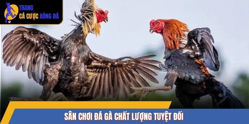 Sân chơi đá gà chất lượng tuyệt đối